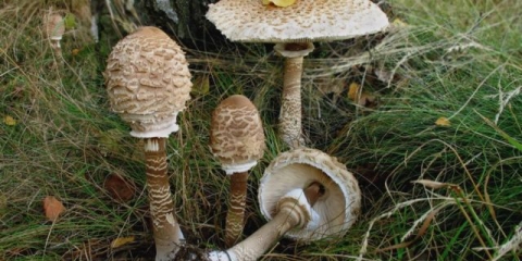 Kako zamrznuti kišobran pečurke za zimu